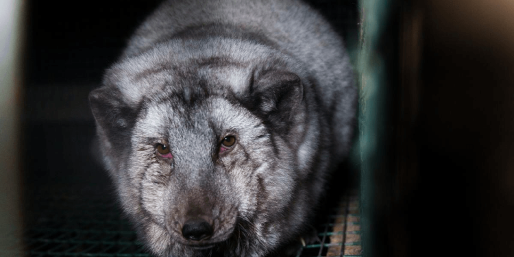 Misvormd vanwege hun vacht: te grote vossen lijden op Finse pelsdierfokkerijen