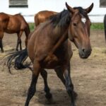 Naar een modern traceerbaarheidssysteem voor paarden