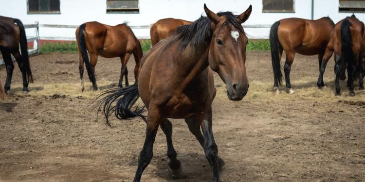 Naar een modern traceerbaarheidssysteem voor paarden