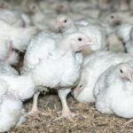 Nieuw onderzoek legt de greep van het bedrijfsleven op de Europese kippenvleesindustrie bloot