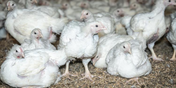 Nieuw onderzoek legt de greep van het bedrijfsleven op de Europese kippenvleesindustrie bloot