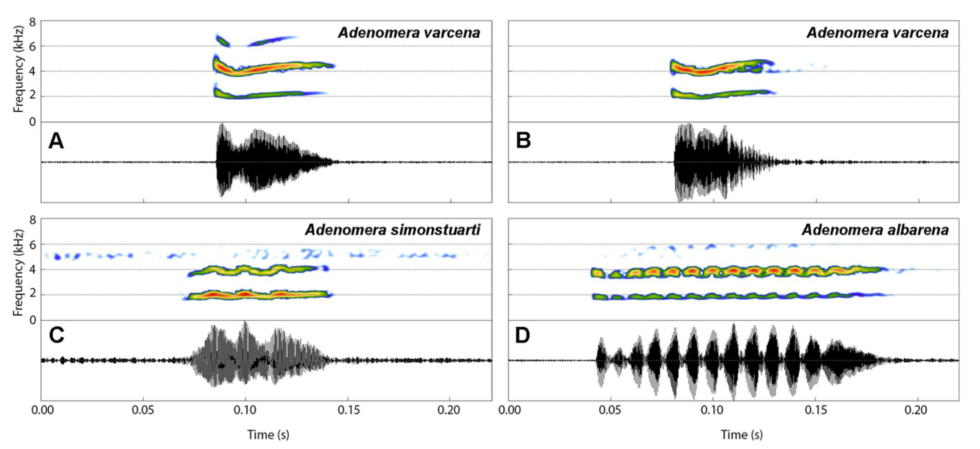 De roep van de soort is kort, niet-gepulseerd en maar heel weinig tussen. Afbeelding met dank aan Borburema et al., (2026). 