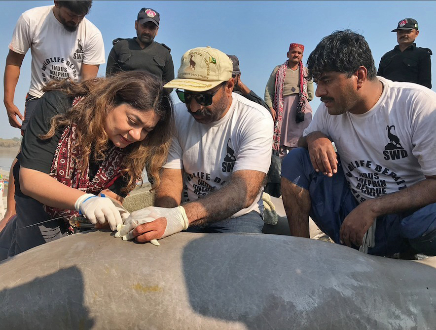 Eerste satellietregistratie ooit van de Indusrivierdolfijn in Pakistan met Uzma Khan. 