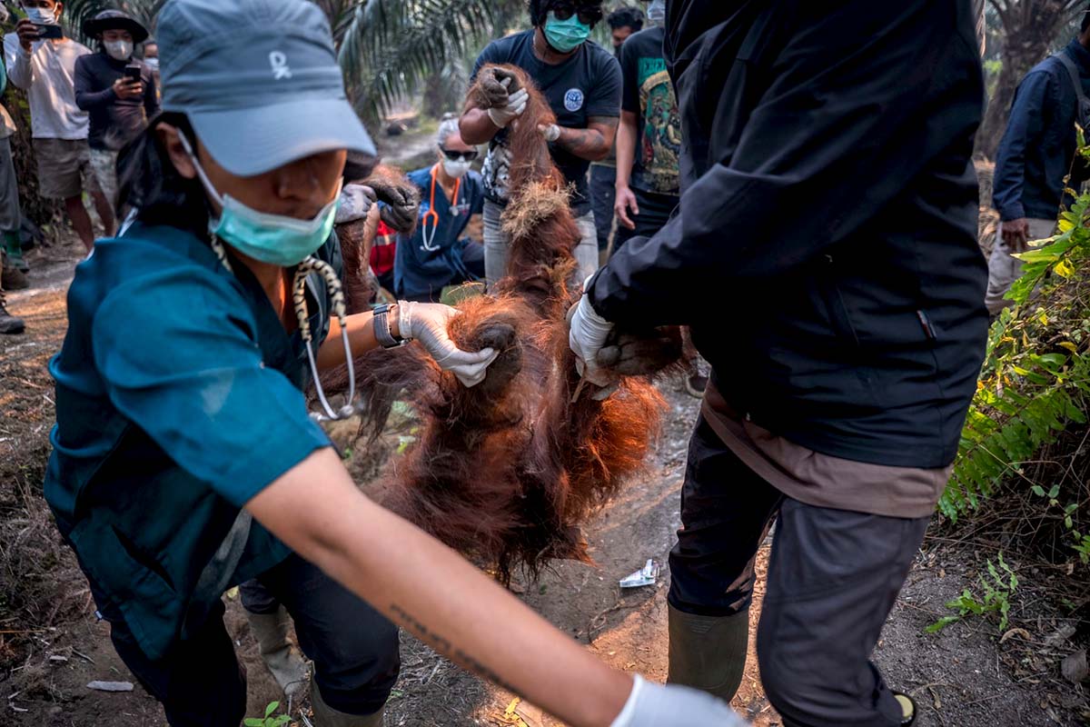 In augustus 2026 redde het YIARI-team zeven individuele orang-oetans die getroffen waren door bos- en landbranden in Ketapang, West-Kalimantan.