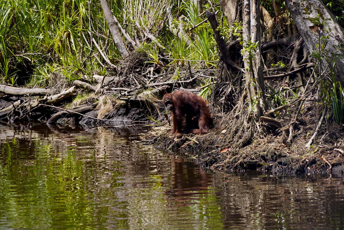 Een volwassen orang-oetan die drinkt uit een turfrivier in het Tanjung Puting National Park, Centraal Kalimantan.