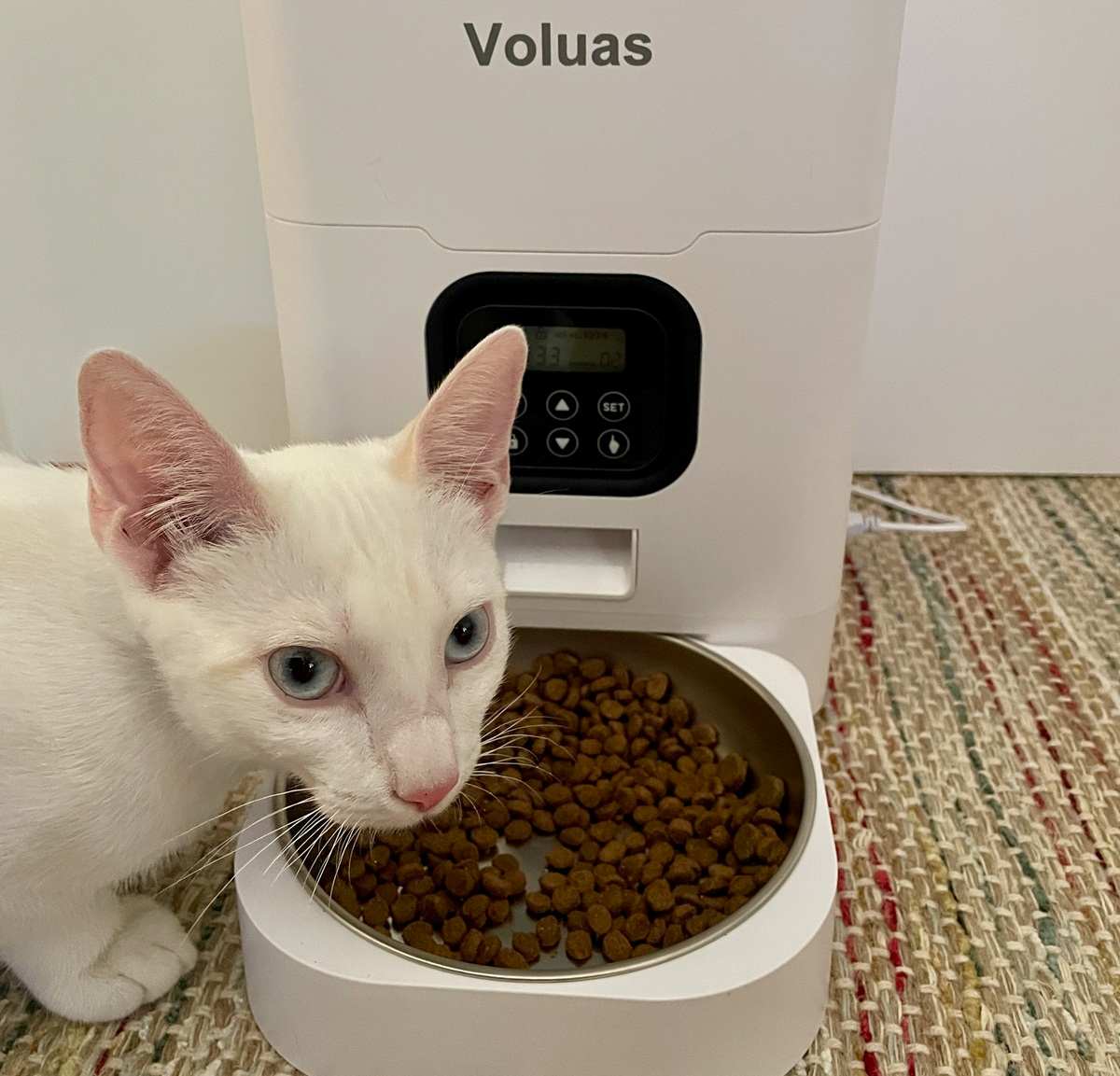 VOLUAS Automatic Cat Feeder