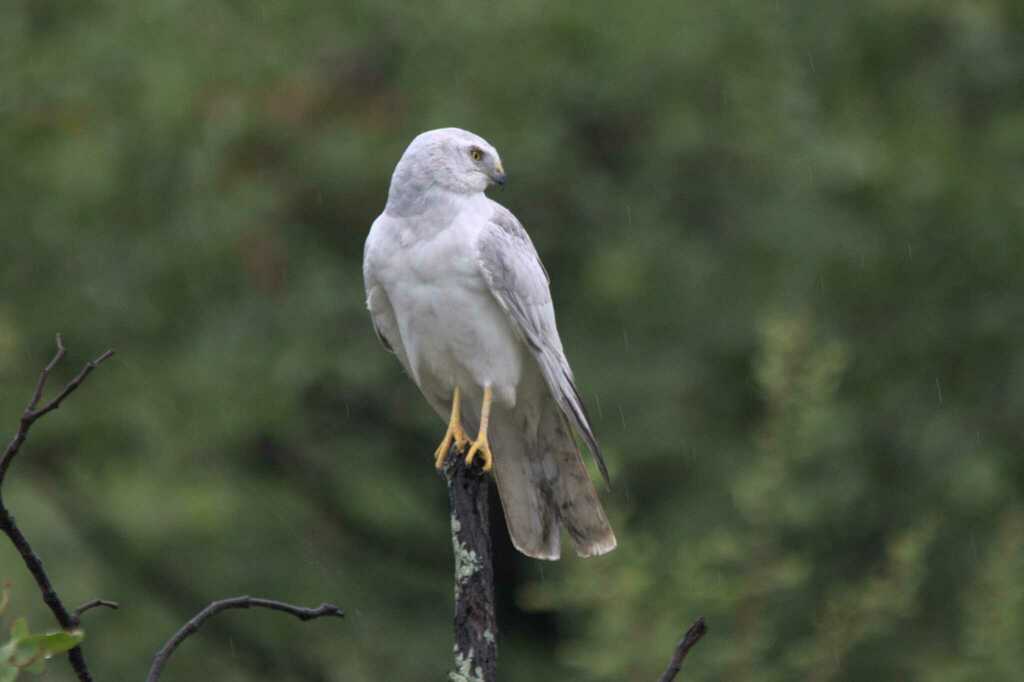 Witte kiekendief (Circus macrourus) in het Kruger National Park, Zuid-Afrika in 2017. Afbeelding door Heather en Andrew Hodgson via iNaturalist (CC BY-NC 4.0)