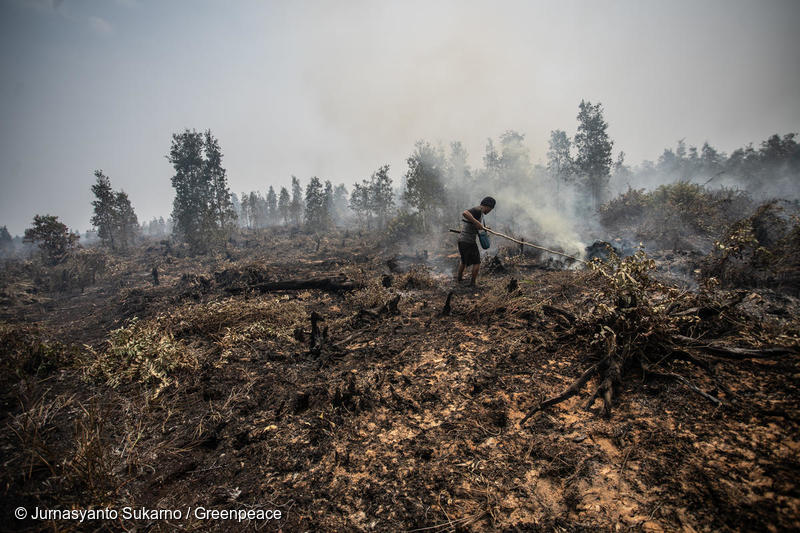 Een man van de Dayak Ngaju-stam probeert het vuur te blussen op brandend veengebied in Mantangai, Centraal Kalimantan.