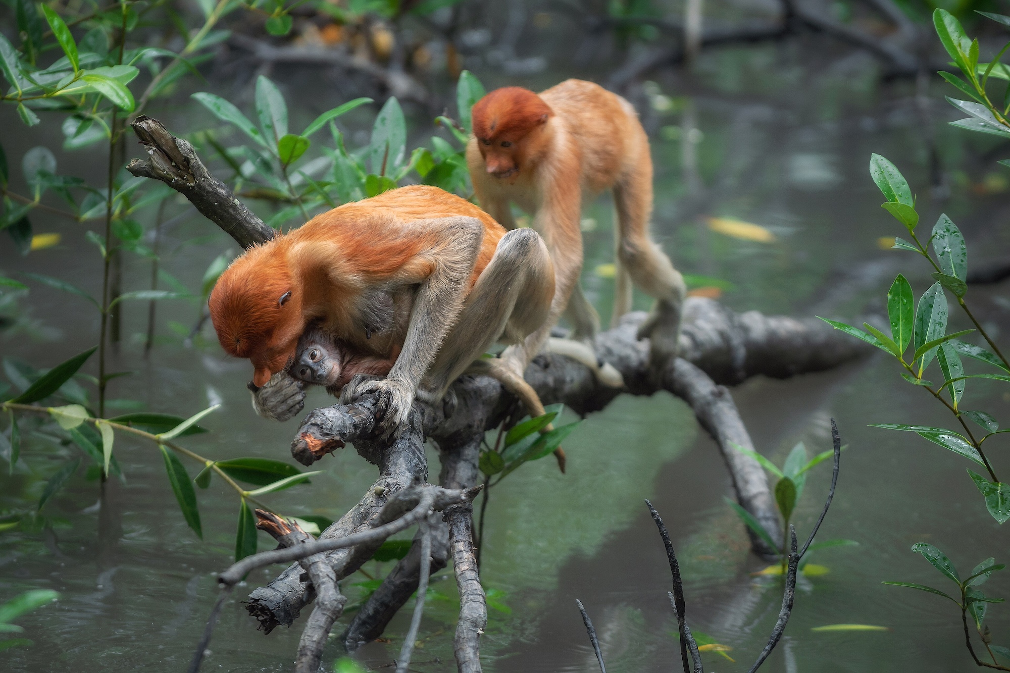 Hier gebruikt een drietal neusapen (Nasalis larvatus) in het Indonesische Borneo de takken van mangrovebomen om tijdens vloed naar voedsel te zoeken.