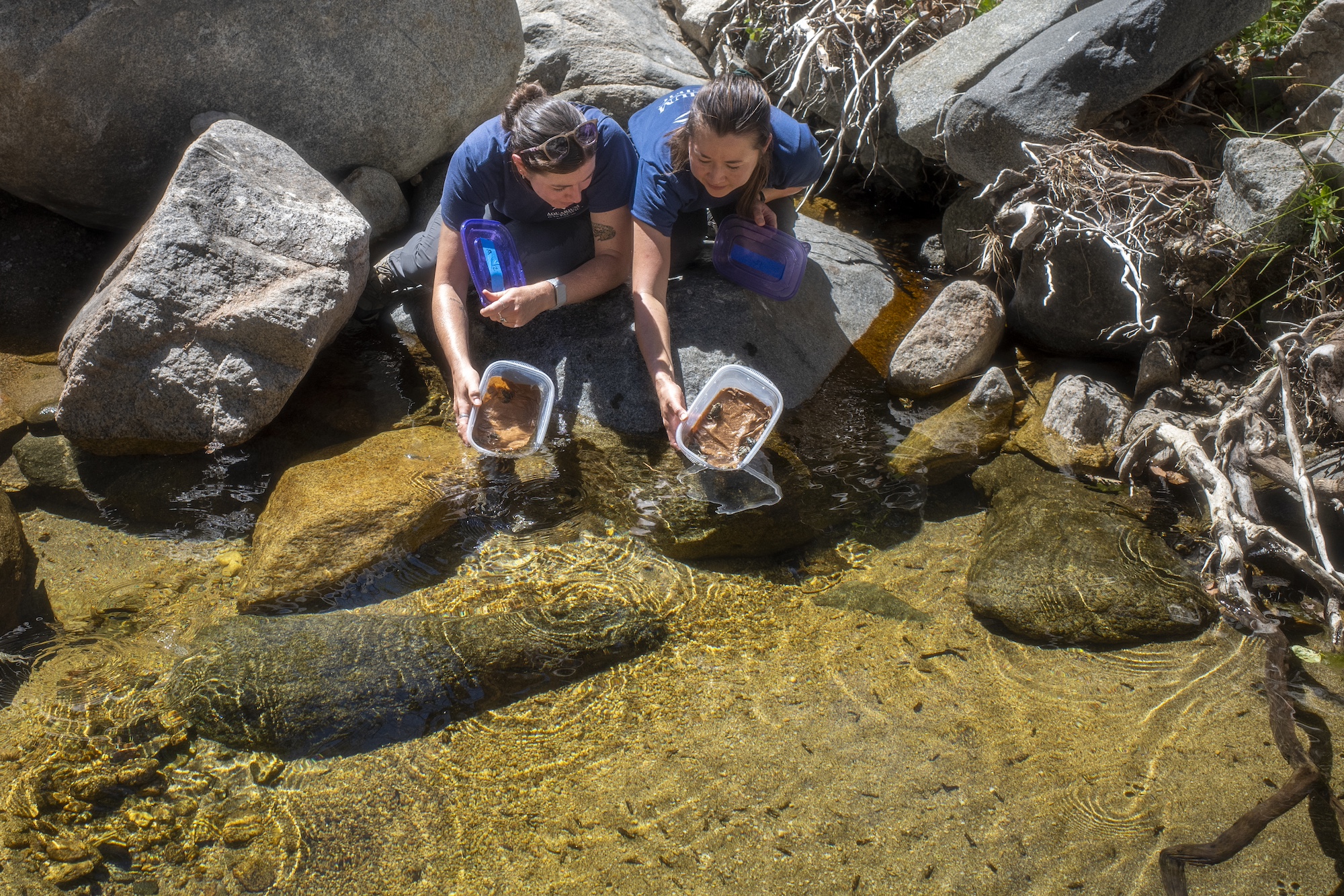 Aquarium of the Pacific senior dierenverzorgingsspecialist Heather Cameron, links, en manager natuurbeschermingsinitiatieven Erin Lundy laten bedreigde berggeelpootkikkers vrij