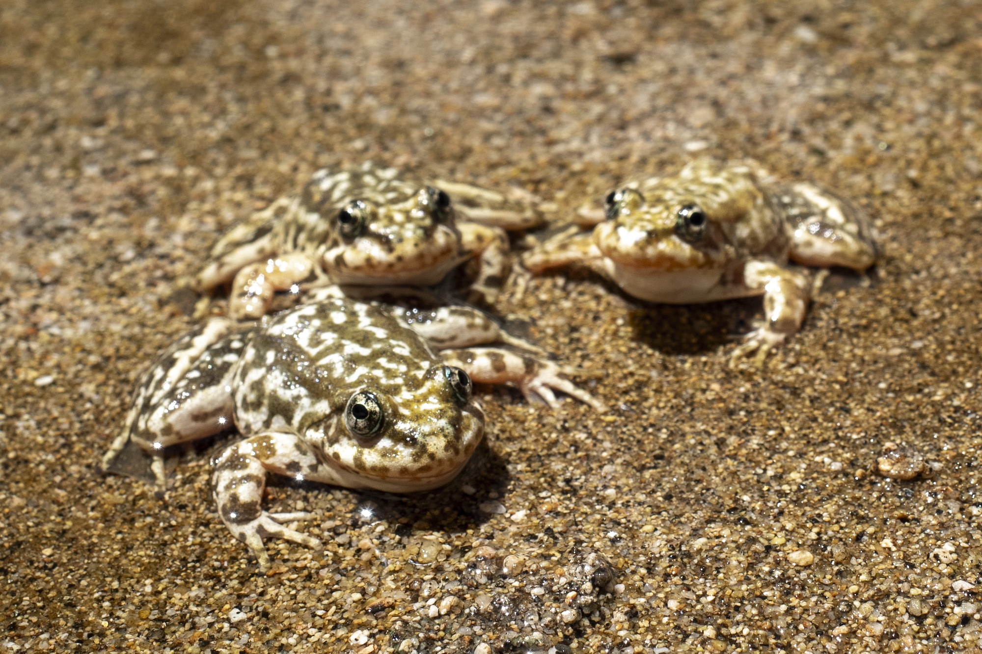 Onlangs vrijgelaten berggeelpootkikkers rusten in een beekje in het San Gabriel-gebergte