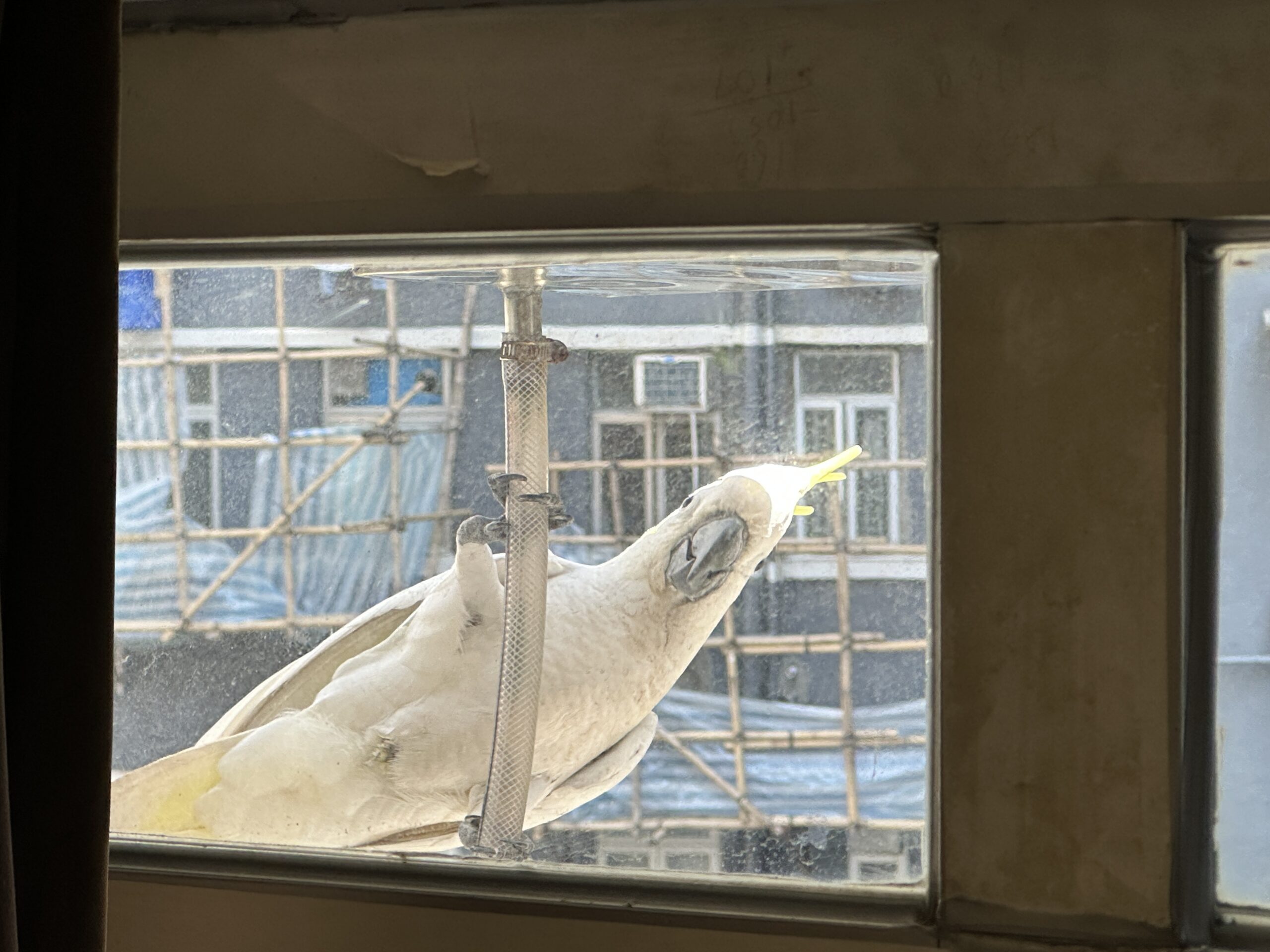 Een kaketoe die met een slang speelt buiten het kunstlokaal van de St. Louis School in oktober 2023. Afbeelding door Winster Wong/St. Louis-school.