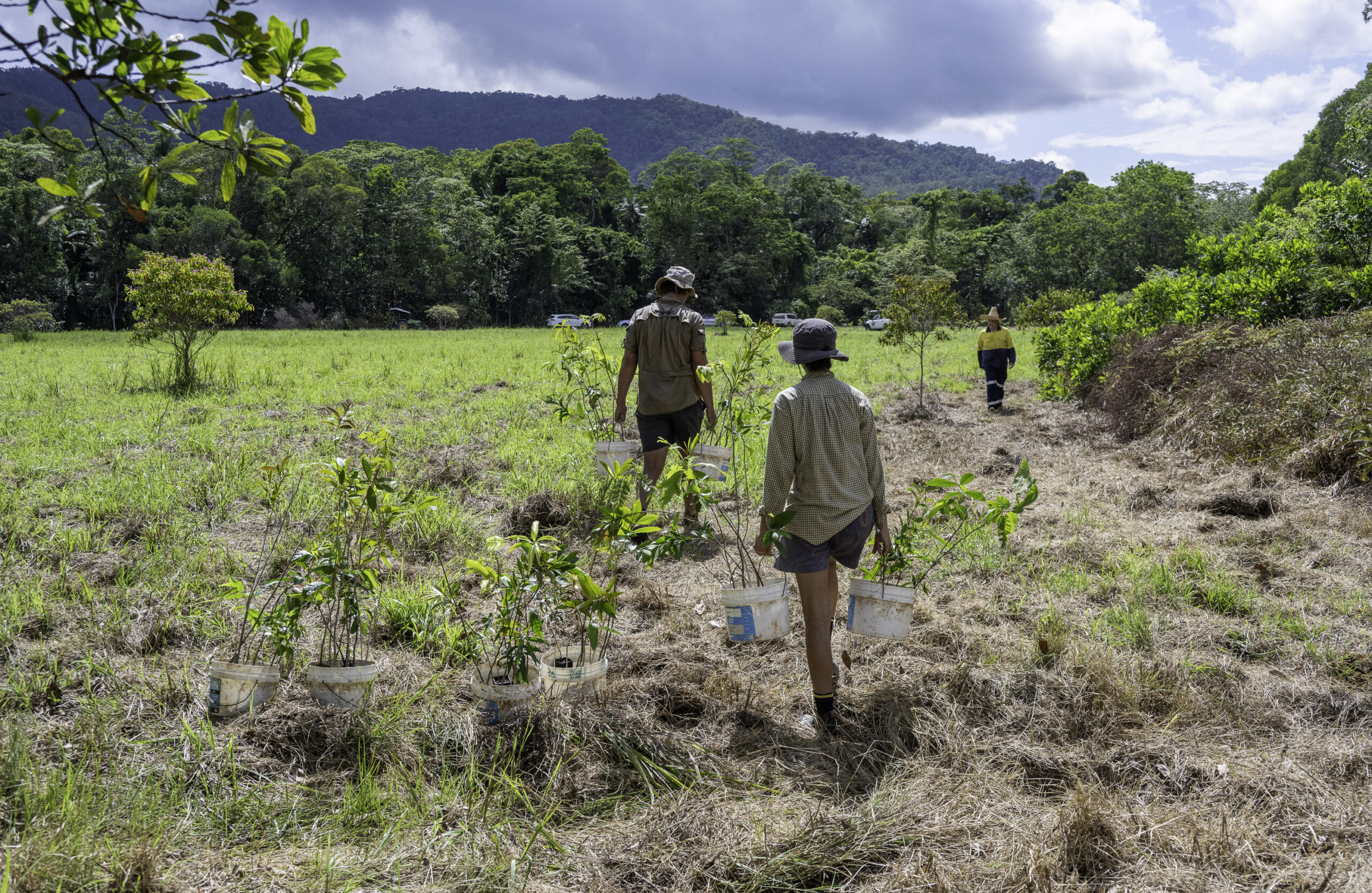 Vrijwilligers en leden van de lokale gemeenschap planten inheemse bomen om de kasuaris terug te brengen. De Gondwana Rainforest Trust heeft in 2026 al 6.000 bomen geplant in het Daintree Rainforest. Afbeelding met dank aan de Gondwana Rainforest Trust.