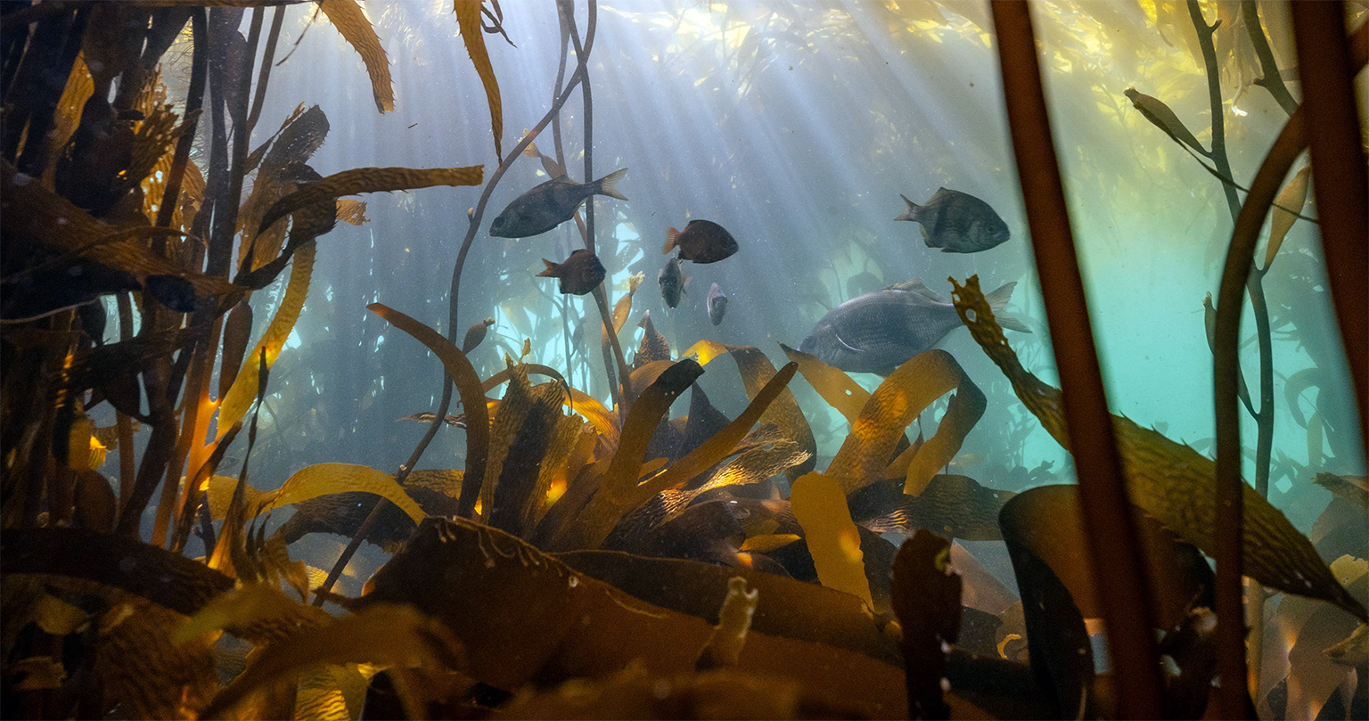 Een kelpbos in Barkley Sound, British Columbia. Afbeelding met dank aan Andrew McCurdy/Redd Fish Restoration Society.