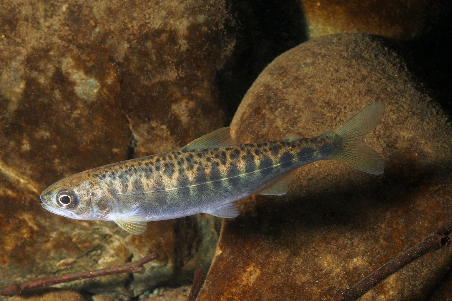 Jonge chinookzalm (Oncorhynchus tshawytscha)