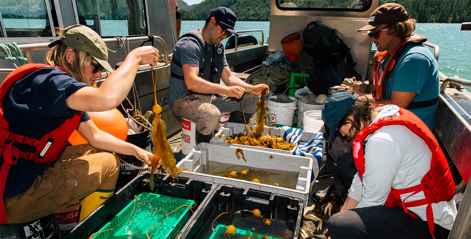 Projectteamleden bereiden jonge stierkelp voor op transplantatie in Clayoquot Sound. Afbeelding met dank aan Graeme Owsianski/Redd Fish Restoration Society.