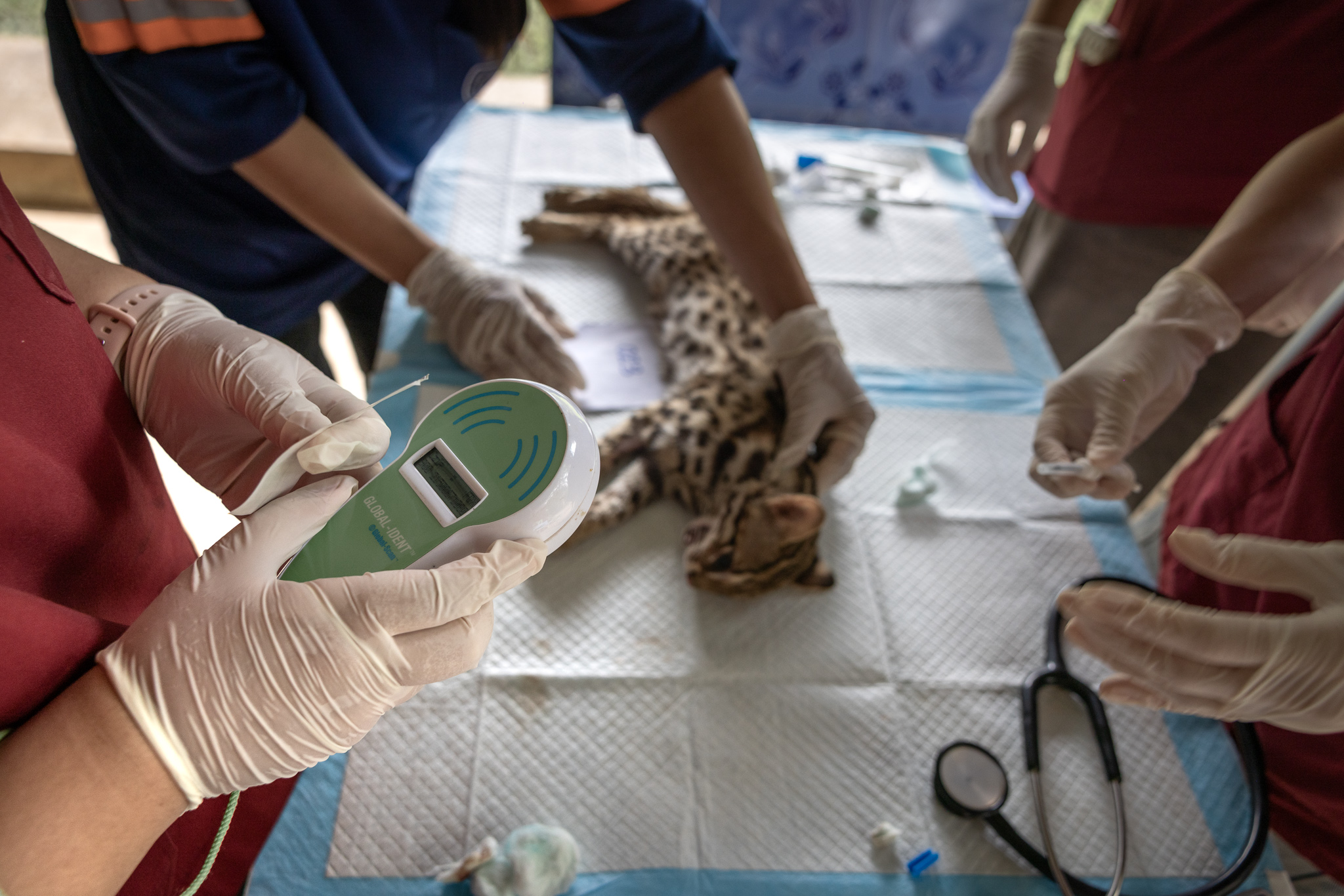 Een dierenartsassistent registreert een microchip voordat deze in de nek van een luipaardkat wordt geïmplanteerd. Afbeelding door Ana Norman Bermúdez voor Mongabay.