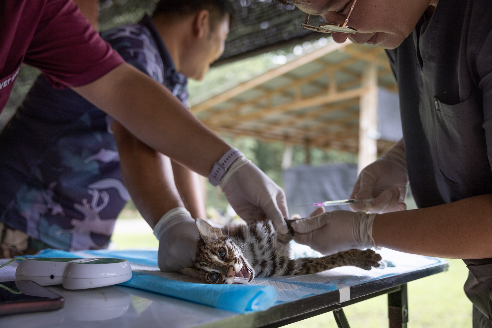 Dierenarts Warisara Thomas neemt bloed af bij een luipaardkat om te testen op infectieziekten voordat de kat wordt vrijgegeven voor revalidatie en vrijlating. Afbeelding door Ana Norman Bermúdez voor Mongabay.