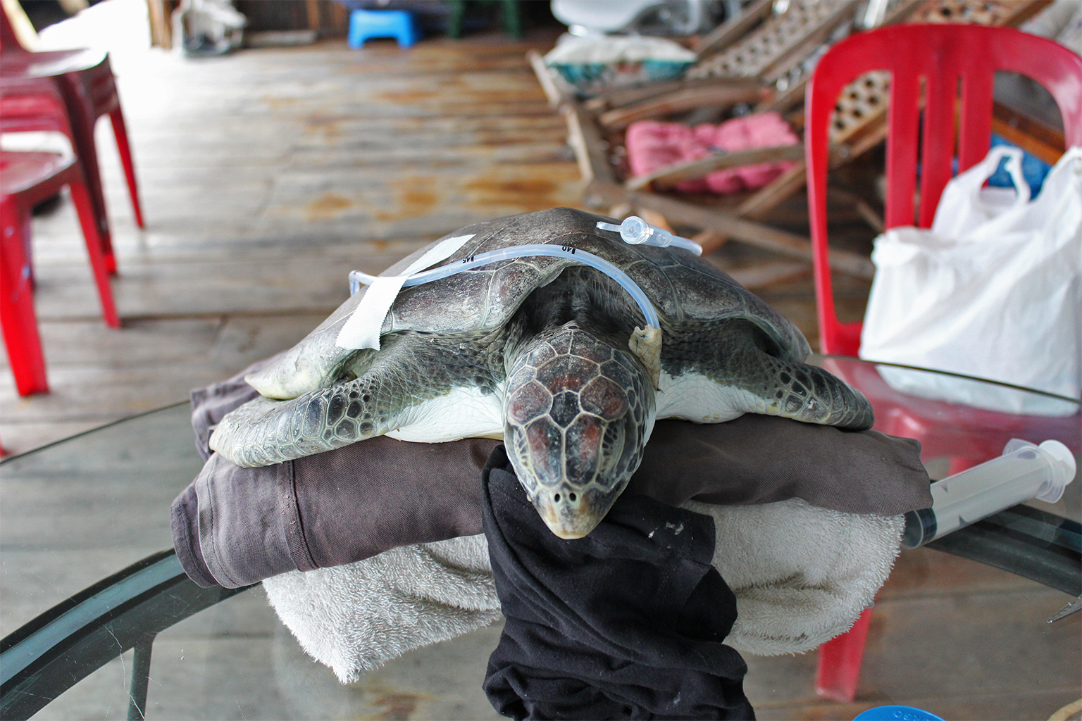 Een zeeschildpad krijgt op 19 juli 2026 medische behandeling in Koh Sdach, nadat hij vastzat in achtergelaten visnetten en aanspoelde. Afbeelding door Eung Sea voor Mongabay.