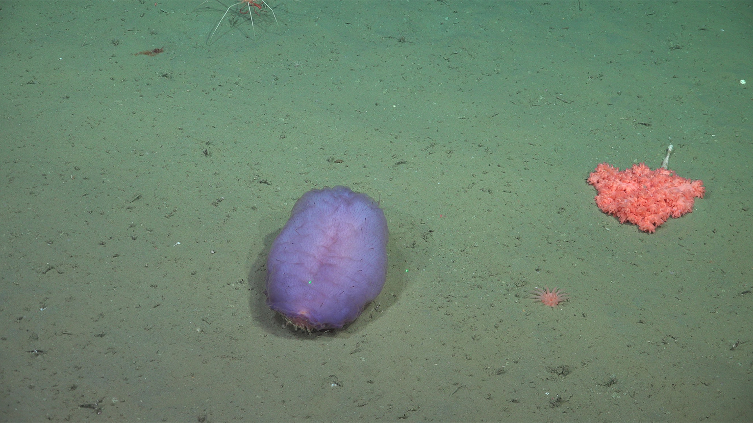 Een buitengewone in-situ foto van een felpaarse holothuriaan (zeekomkommer) rustend op de zeebodem van de Mar del Plata-kloof.