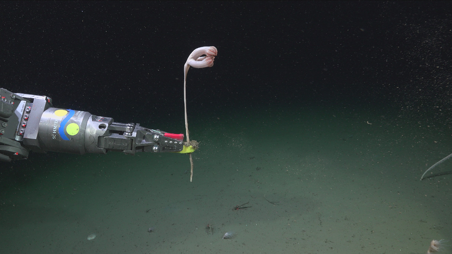 Gedetailleerde in-situ beelden leggen deze levendige zeekooi vast die op de zeebodem leeft, evenals de zorgvuldige verzameling ervan met behulp van de robotmanipulatorarm van ROV SuBastian. 