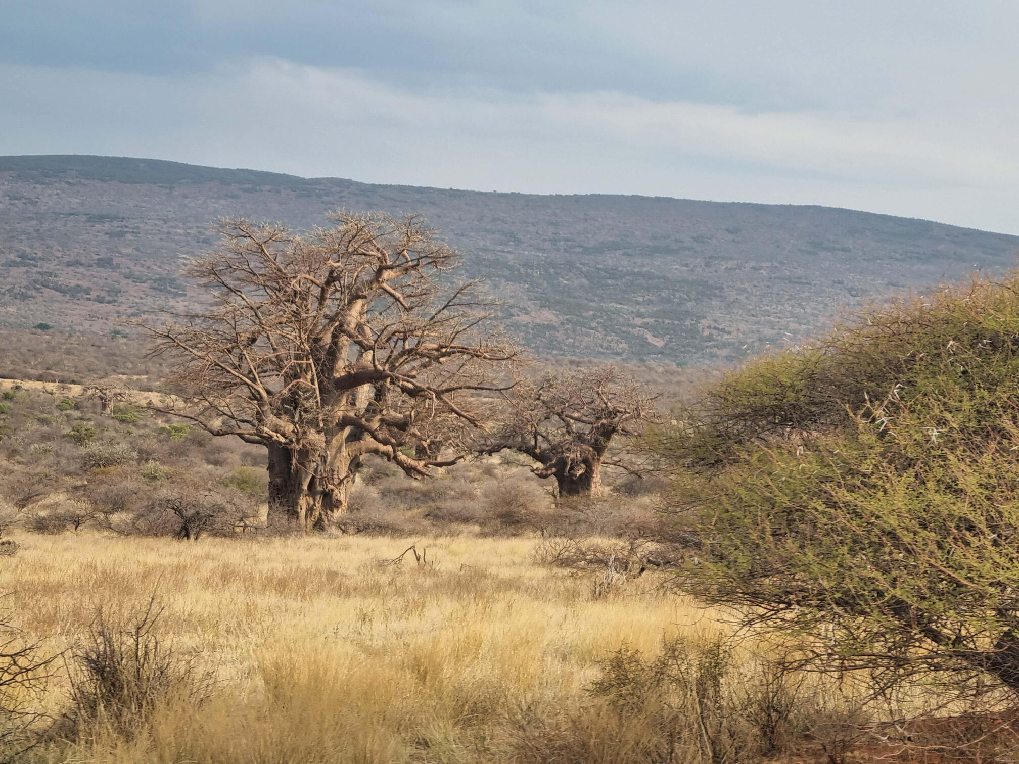 Baobabs in de droge savanne van het Vhembe Biosfeerreservaat, in het noorden van Limpopo. Afbeelding met dank aan Endangered Wildlife Trust.