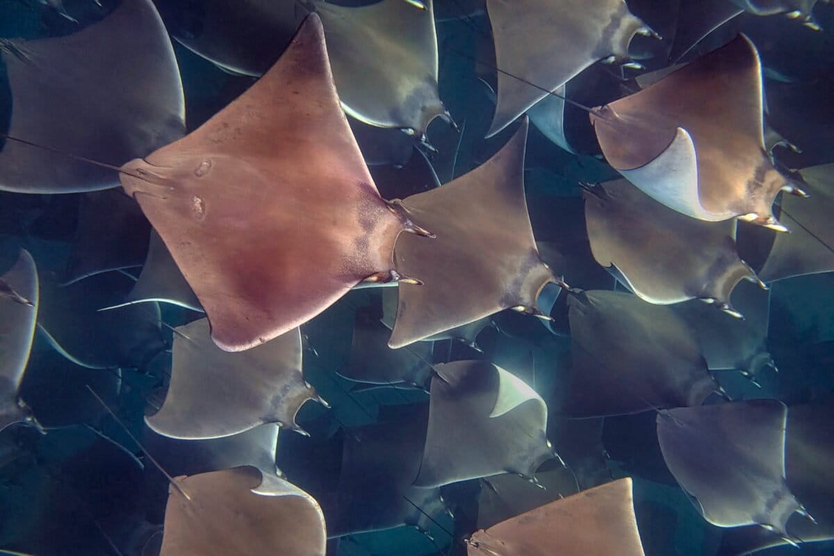 Een koorts van mobula-stralen, onder water gefotografeerd in juni 2025. Afbeelding door Rhett A. Butler/Mongabay.