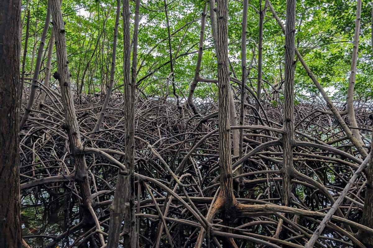 Mangroven in Panama. Foto door Rhett Ayers Butler / Mongabay