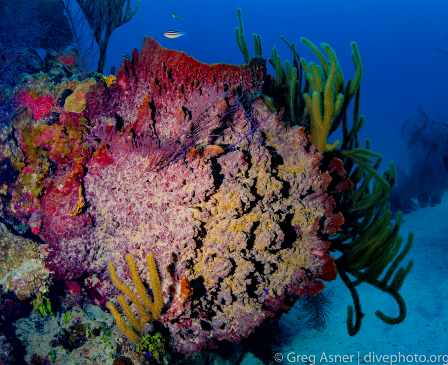 Koraal en ander zeeleven bij Lighthouse Reef Atoll, Belize, een gebied dat al beschermd is.