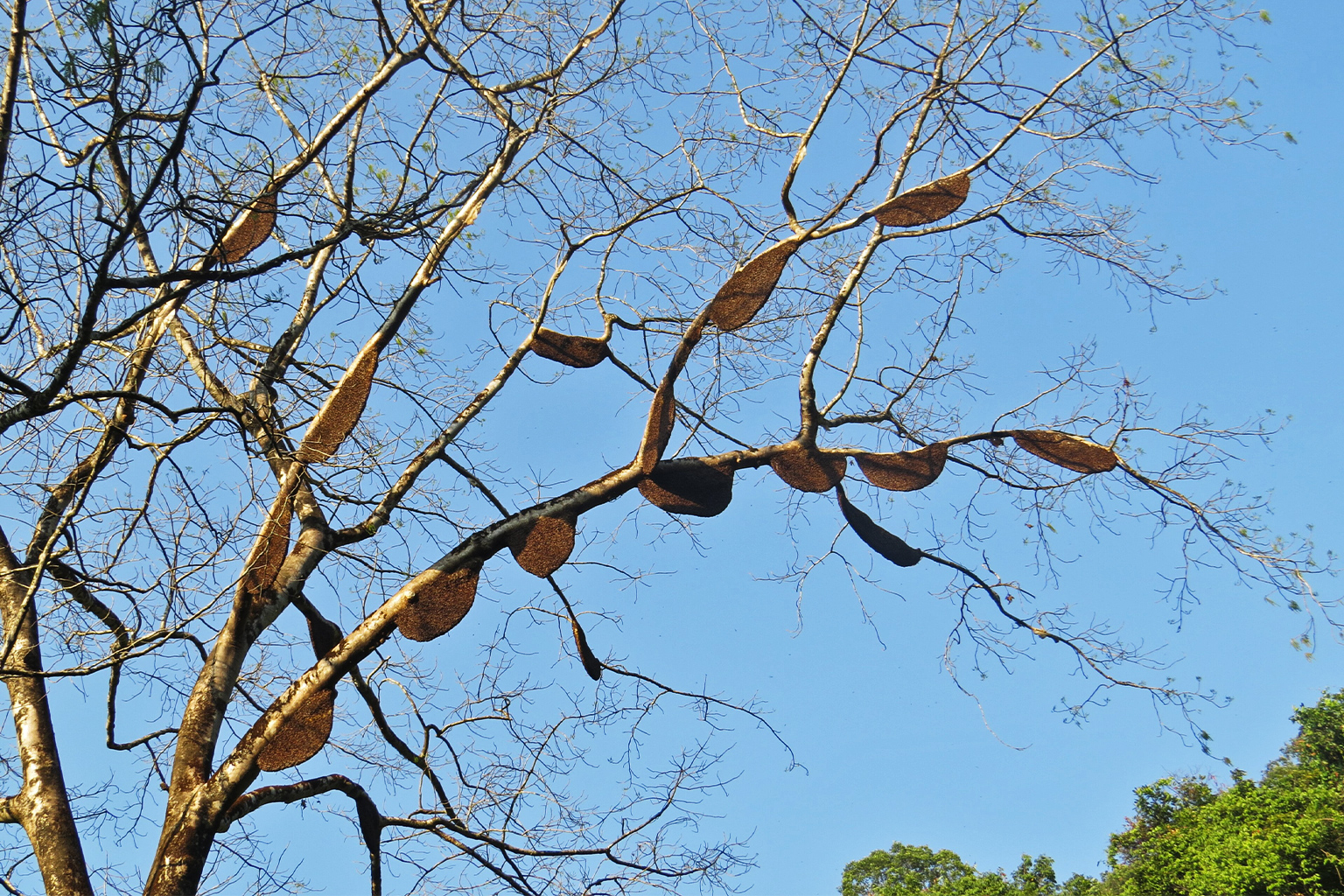 Reusachtige honingbijkolonies in het Kodagu-district, in de staat Karnataka. 
