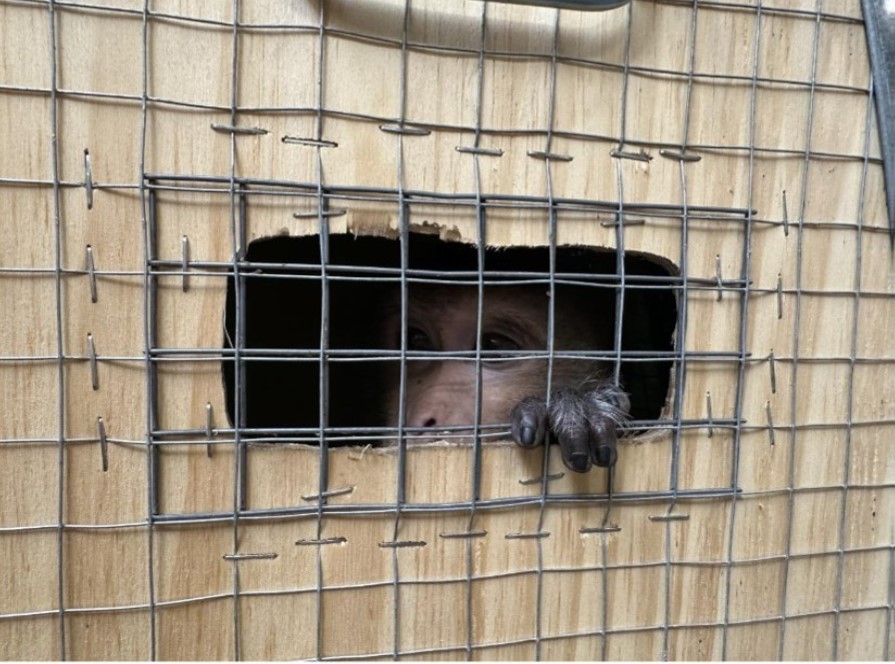 Een met uitsterven bedreigde langstaartmakaak gluurt uit een kooi die vanuit Vietnam naar Europa is geëxporteerd. Afbeelding geleverd door Animal Rights BE.
