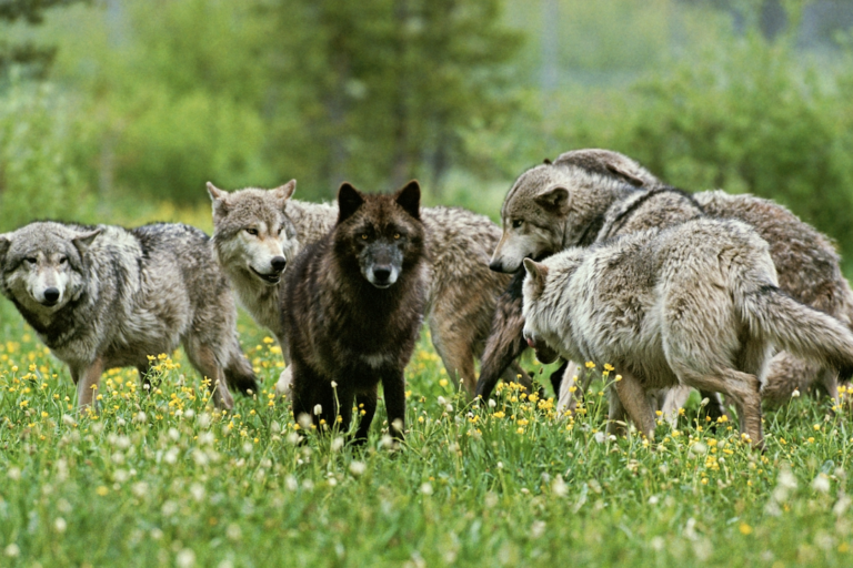 Ondanks alle verwachtingen steeg de zwarte wolf in het midden van de roedel naar een leidende positie als alfavrouwtje. Afbeelding © Jim en Jamie Dutcher.