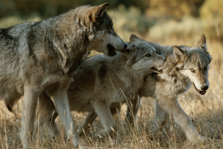 Een volwassen lid uit het midden van de roedel speelt met twee pups. Afbeelding © Jim en Jamie Dutcher.