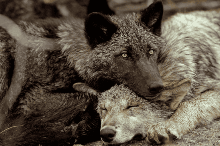 De Nederlanders observeerden vaak twee wolven die opgerold lagen met het hoofd van de een over de nek van de ander gedrapeerd, in een gebaar dat zowel assertief als aanhankelijk kon zijn. Afbeelding © Jim en Jamie Dutcher.