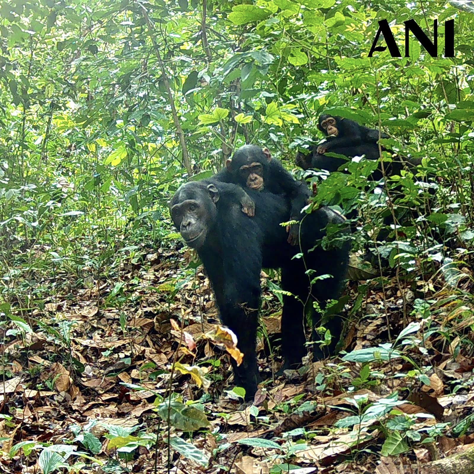 Het Gashaka-Gumti National Park in Nigeria is de thuisbasis van de met uitsterven bedreigde chimpansee Nigeria-Kameroen. Afbeelding met dank aan de Africa Nature Investors Foundation.