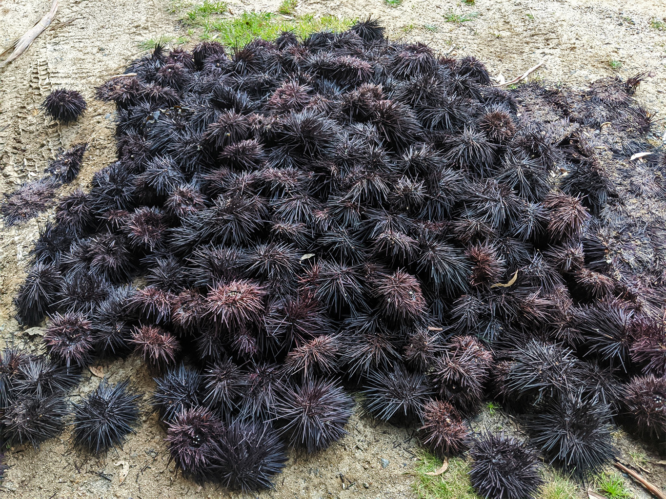 Een weggegooide stapel langdoornige zee-egels, gefotografeerd in Tasmanië in 2020. Afbeelding © Andamooka via iNaturalist (CC BY-NC 4.0).