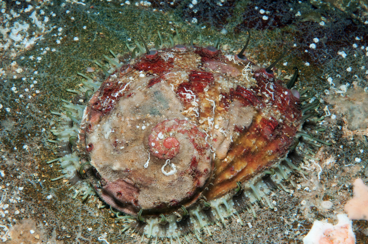 Zwartlipzeeoor (Haliotis rubra)