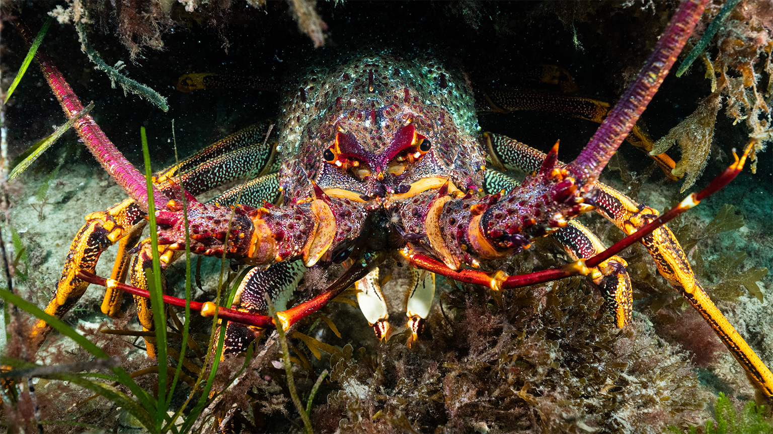 Rotskreeft (Jasus edwardsii) bij Maria Island, Tasmanië. Afbeelding met dank aan de Great Southern Reef Foundation/Scott Bennett.