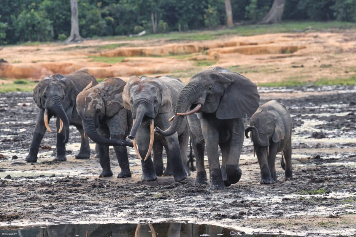“Voor moeders en jonge olifanten wordt Dzanga Bai een soort speeltuin en een zeer veilige plek”, zegt Ivonne Kienast, projectmanager en hoofdonderzoeker van het Dzanga Forest Elephant Project. Afbeelding door Rhett A. Butler/Mongabay.