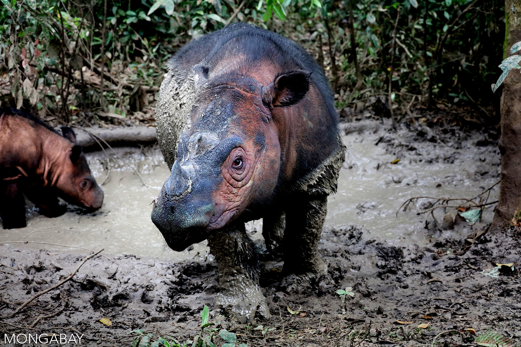 Moeder Sumatraanse neushoorn met kalf in Way Kambas, Indonesië. De inspanningen voor het behoud van de Sumatraanse neushoorn worden geplaagd door mislukkingen, wat veel lessen biedt voor de huidige initiatieven die eraan werken om de soort voor uitsterven te behoeden. Foto door Rhett Butler.