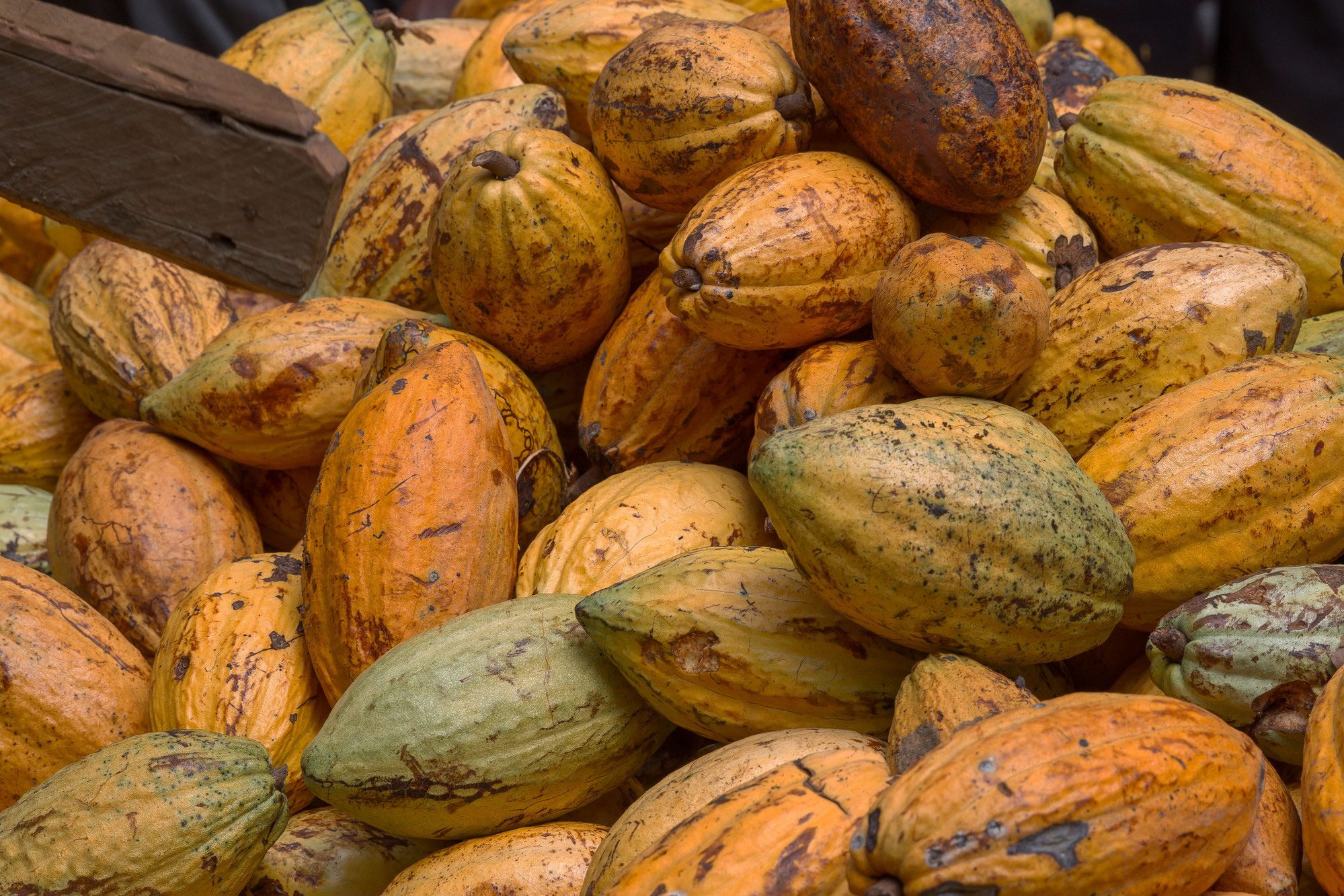 Rijpe cacaopeulen op de boerderij van het African Cocoa Initiative in Ghana. Afbeelding met dank aan USDA via Flickr (CC BY 2.0).