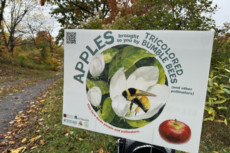 Een van de programma's die Flag Hill Farm helpen de biodiversiteit te vergroten, viert hoe hun aanplant de driekleurige hommels ten goede komt. Afbeelding door Erik Hoffner voor Mongabay.