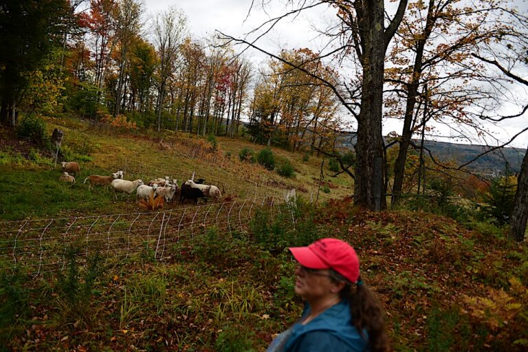 Jenny Colby met een kudde schapen die afwisselend graast op weilanden die ze heeft verbeterd op Howling Wolf Farm, werk dat heeft geprofiteerd van financiering door NRCS-stewardship, Randolph, VT. Afbeelding door Erik Hoffner voor Mongabay.