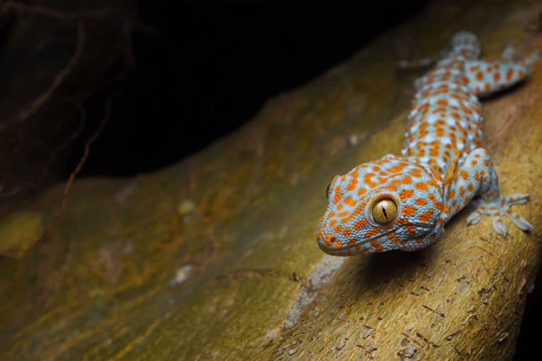 Een tokay-gekko.