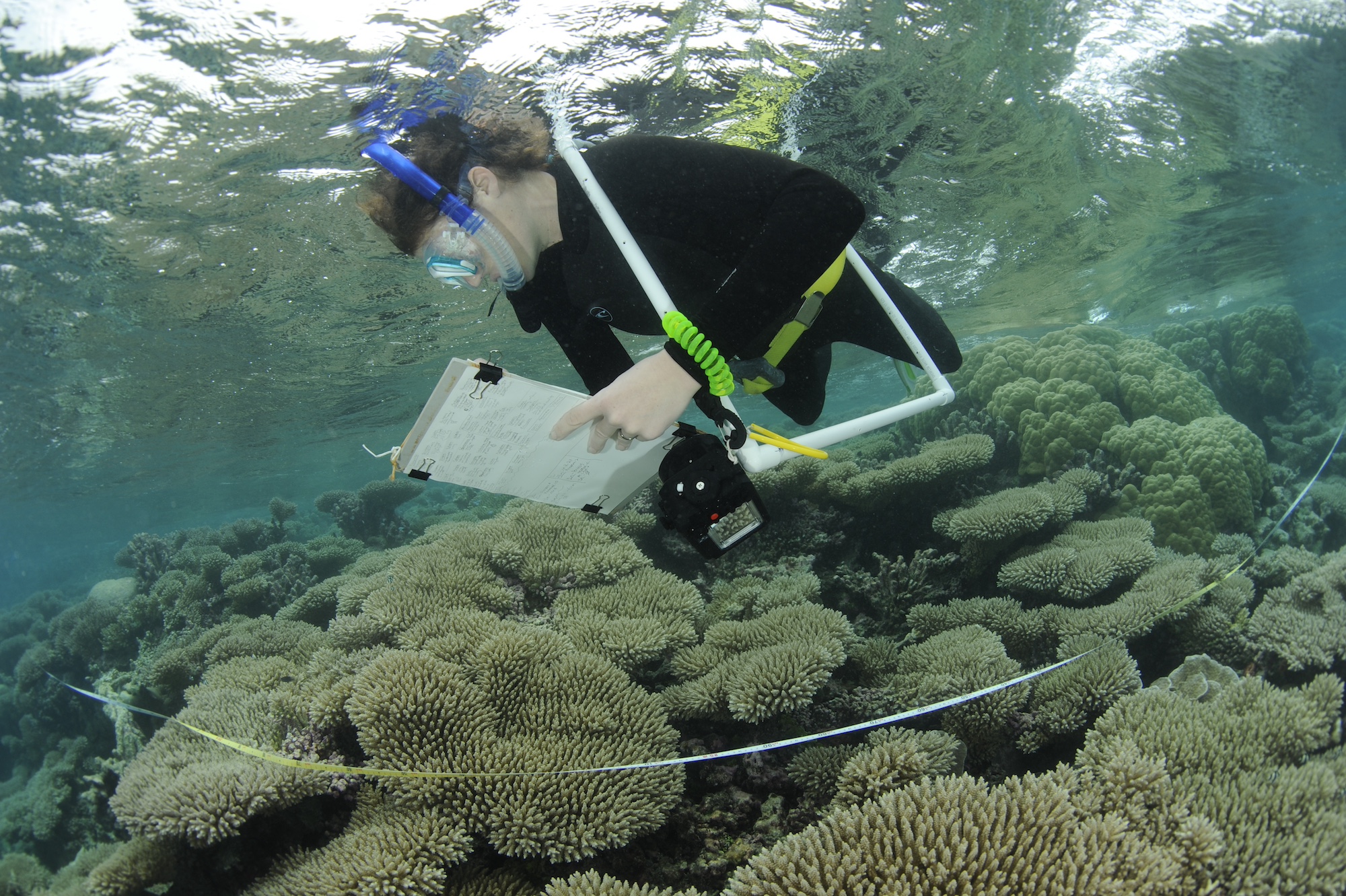Een onderzoeker onderzoekt de habitat van koraalriffen in de centrale Indische Oceaan. Subsidies voor voedingsstoffen door zeevogels stimuleren de bouw- en onderhoudsprocessen van atoleilanden, inclusief de groei van rif. Afbeelding door Guy Stevens. 