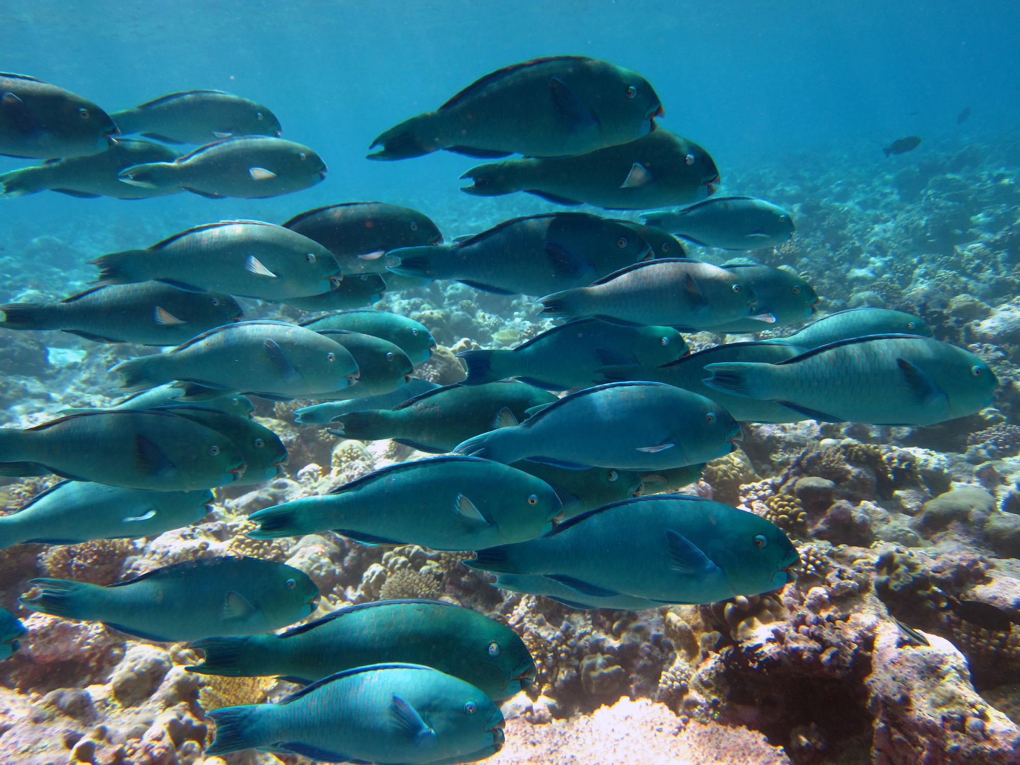 Papegaaivissenschool boven een koraalrif in de centrale Indische Oceaan. Papegaaivissen helpen de carbonaatrifstructuur om te zetten in sediment. Afbeelding door Nick Graham.