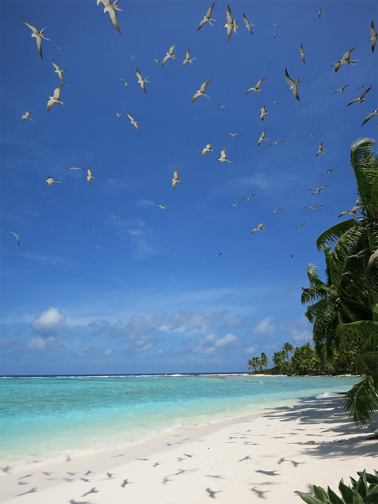 Sterns vliegen boven een atoleiland in de centrale Indische Oceaan. Rattenvrije atoleilanden met inheemse vegetatie ondersteunen overvloedige zeevogelpopulaties. Afbeelding door Nick Graham. 