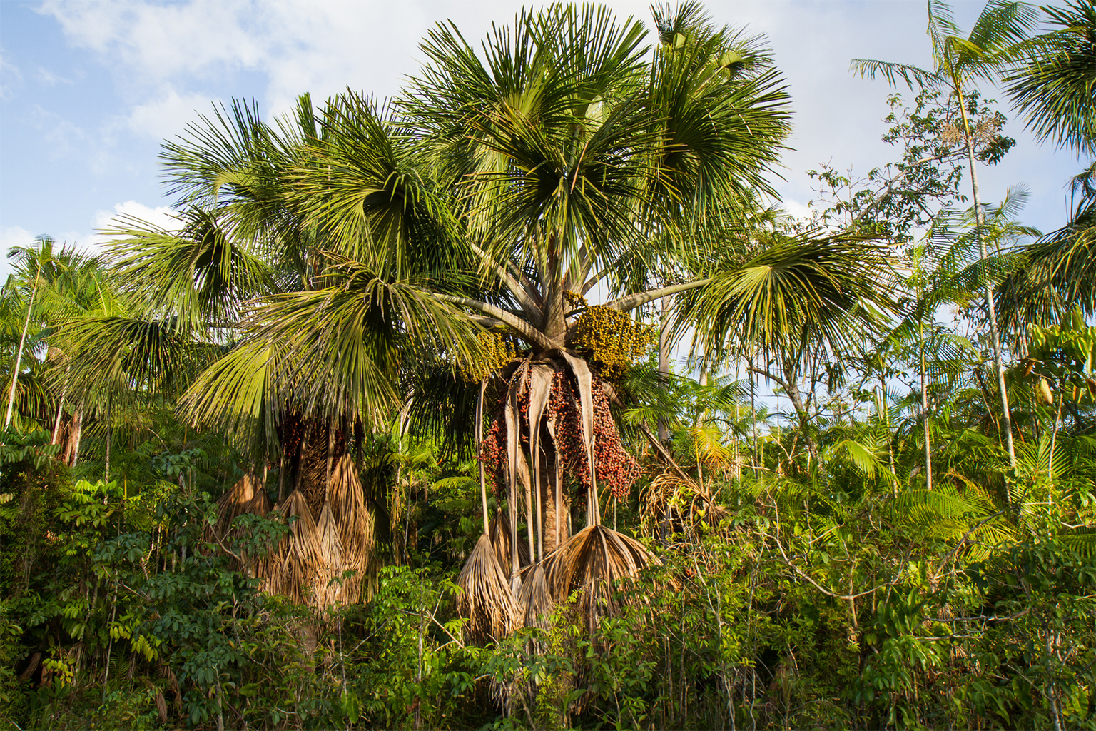 De morichepalm (Mauritia flexuosa) is een imposante soort die zich in wetlands vestigt. Hij staat bekend als de ‘levensboom’ en is van vitaal belang voor het reguleren van water en het in stand houden van de lokale biodiversiteit. Afbeelding met dank aan Geison Mesquita.