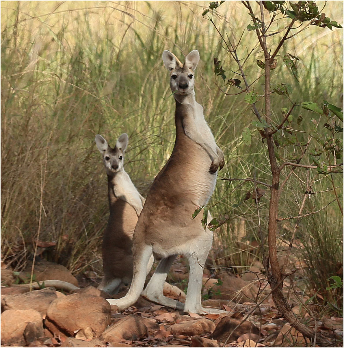 Antilopine kangoeroe (Osphranter antilopinus) in West-Australië. 