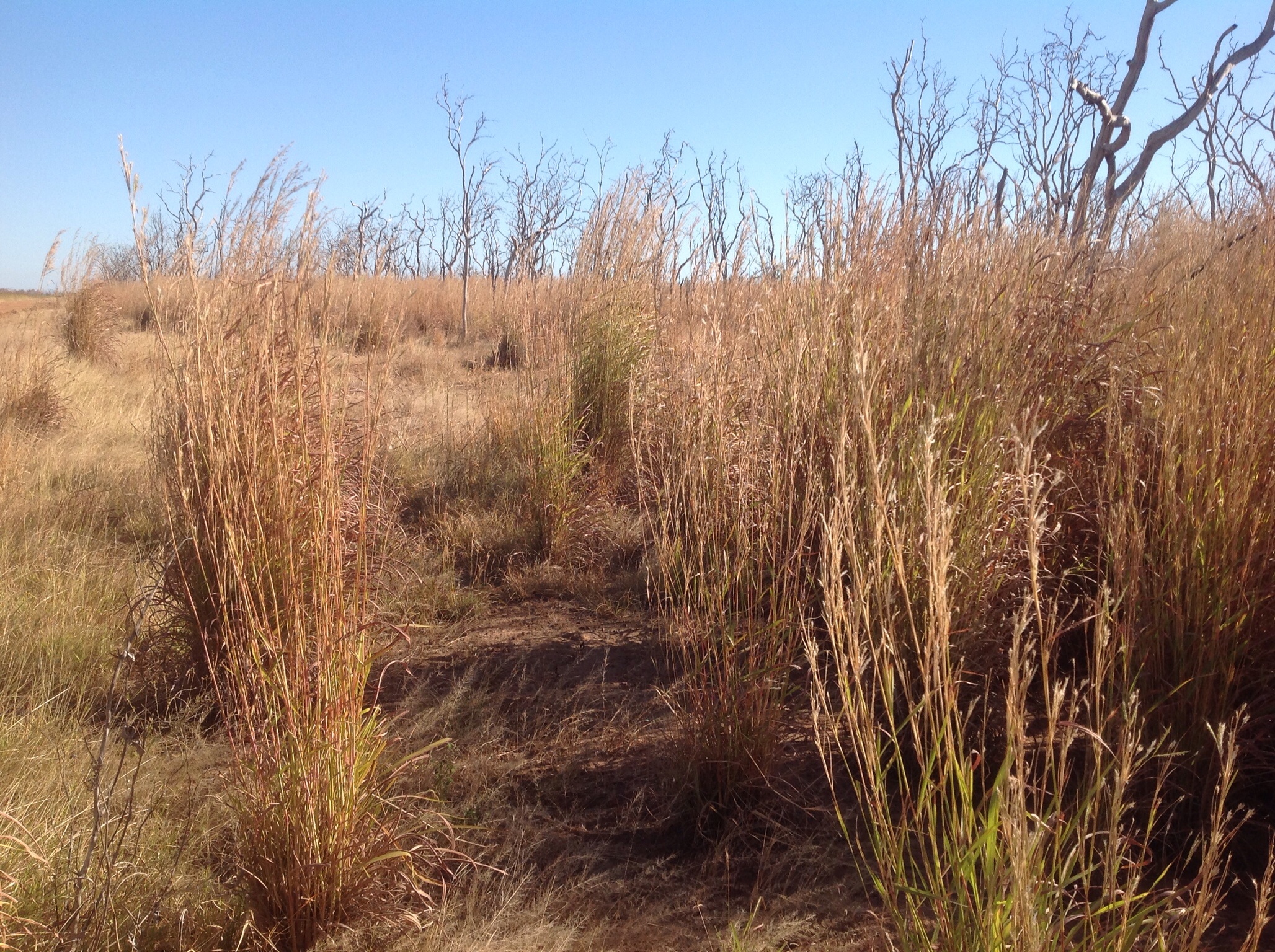 Gambagras (Andropogon gayanus) in Northern Territory.